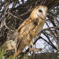 American Barn Owl